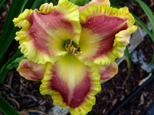 catalog/images/startseite/Featuring the Gold 050909.jpg